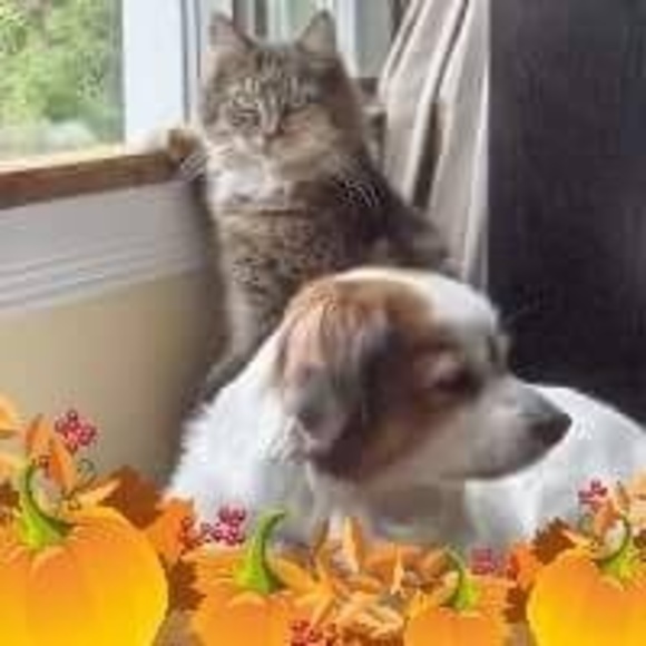 Meet your Posher, Joey - Picture 1 of 1